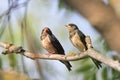 Black barn swallows sitting on a branch in spring Royalty Free Stock Photo