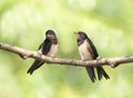 Black barn swallows sitting on a branch in spring