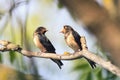 black barn swallows sitting on a branch in spring Royalty Free Stock Photo