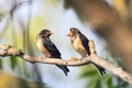 black barn swallows sitting on a branch in spring