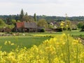 The Black Barn 16th Century, Woodoaks Farm, Maple Cross, Hertfordshire with foreground of blurred yellow flowering kale