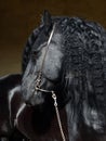 Black Baroque long haired friesian horse in dark stable indoor Royalty Free Stock Photo