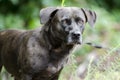 Black Bassador Lab Basset Hound mixed breed dog