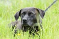 Black Bassador Lab Basset Hound mixed breed dog