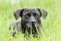 Black Bassador Lab Basset Hound mixed breed dog