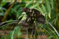 Black bat flower, Tacca chantrieri, close-up of flower Royalty Free Stock Photo