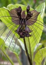 Black Bat Flower