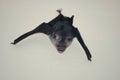 Black bat live in the house Royalty Free Stock Photo