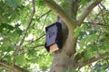 Black bat nesting box hanging in a tree