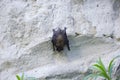 Bat on the Wall on Day Royalty Free Stock Photo