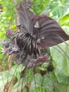 Black Batflower -Tacca chantrieri is a species of flowering plant in the yam family Dioscoreaceae.