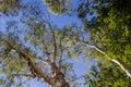 Black bats hanging upside down in trees in the Karijini National Park, Western Australia Royalty Free Stock Photo