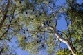 Black bats hanging upside down in trees in the Karijini National Park, Western Australia Royalty Free Stock Photo