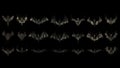 A diverse set of bat images, each one echoing the mysteries of the night. High-quality PNG format ensures every detail stands out.