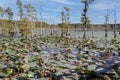 Black Bayou Lake National Wildlife Refuge