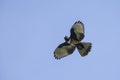 Black Baza flying on blue sky