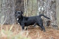 Black Beagle Dachshund mixed breed dog mutt Royalty Free Stock Photo