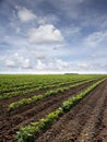 Black bean Royalty Free Stock Photo