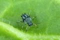 The black bean aphid Aphis fabae. Other common names include blackfly, bean aphid and beet le Royalty Free Stock Photo