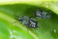 The black bean aphid Aphis fabae. Other common names include blackfly, bean aphid and beet le