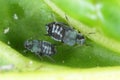 The black bean aphid Aphis fabae. Other common names include blackfly, bean aphid and beet le Royalty Free Stock Photo