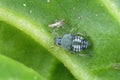 The black bean aphid Aphis fabae. Other common names include blackfly, bean aphid and beet le Royalty Free Stock Photo