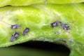The black bean aphid Aphis fabae. Other common names include blackfly, bean aphid and beet le Royalty Free Stock Photo