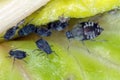 The black bean aphid Aphis fabae. Other common names include blackfly, bean aphid and beet le Royalty Free Stock Photo