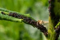 The black bean aphid Aphis fabae is a member of the order Hemiptera. Other common names include blackfly, bean aphid and beet leaf Royalty Free Stock Photo