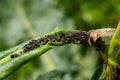 The black bean aphid Aphis fabae is a member of the order Hemiptera. Other common names include blackfly, bean aphid and beet leaf Royalty Free Stock Photo