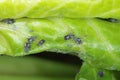 The black bean aphid Aphis fabae. Other common names include blackfly, bean aphid and beet le Royalty Free Stock Photo