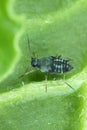 The black bean aphid Aphis fabae. Other common names include blackfly, bean aphid and beet le Royalty Free Stock Photo