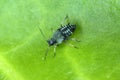 The black bean aphid Aphis fabae. Other common names include blackfly, bean aphid and beet le Royalty Free Stock Photo