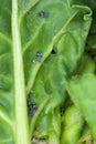 The black bean aphid Aphis fabae. Other common names include blackfly, bean aphid and beet le Royalty Free Stock Photo