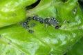 The black bean aphid Aphis fabae. Other common names include blackfly, bean aphid and beet le Royalty Free Stock Photo