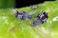 The black bean aphid Aphis fabae. Other common names include blackfly, bean aphid and beet le Royalty Free Stock Photo