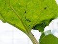 Black bean aphid - Aphis fabae on rhubarb Royalty Free Stock Photo