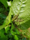 Black bean aphid on black bean.