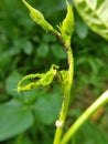 Black bean aphid on black bean.