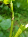 Black bean aphid on black bean.