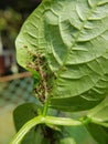 Black bean aphid on black bean.