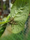 Black bean aphid on black bean.