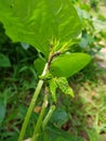 Black bean aphid on black bean.