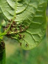 Black bean aphid on black bean.