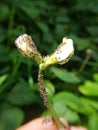 Black bean aphid