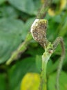 Black bean aphid