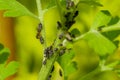 Black bean aphids infestation. Ants tending to aphids colony on a flower stem. Aphids and ants close up.