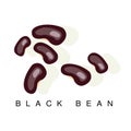 Black Bean, Infographic Illustration With Realistic Pod-Bearing Legumes Plant And Its Name
