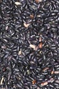 Black beans that can formate a background pattern