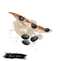 Black beans isolated on white background. Digital art illustration of adzuki bean Vigna angularis azuki or aduki, or red mung bean Royalty Free Stock Photo